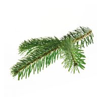 Fir essential oil