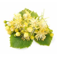 Linden flower extract