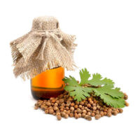 Coriander essential oil