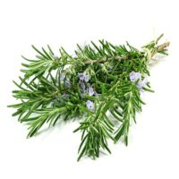 Rosemary extract