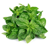 Basil extract